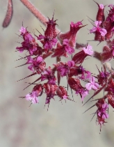 Chorizanthe ventricosa
