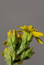 Deinandra pentactis