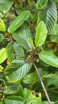 Frangula purshiana