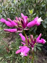 Dichelostemma Xvenustum