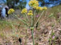 Lomatium nudicaule