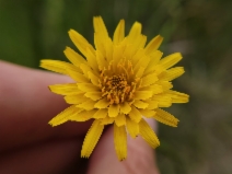 Microseris paludosa