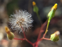 Malacothrix clevelandii