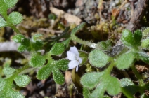 Nemophila parviflora var. parviflora