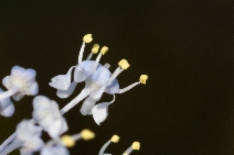 Ceanothus spinosus