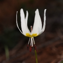 Erythronium citrinum var. roderickii