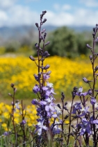 Delphinium recurvatum