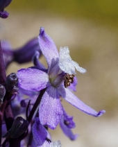 Delphinium recurvatum