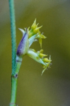 Cornus sessilis
