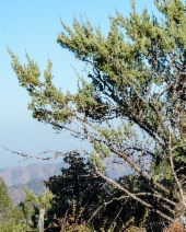 Hesperocyparis macnabiana