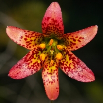 Lilium bolanderi - Calflora