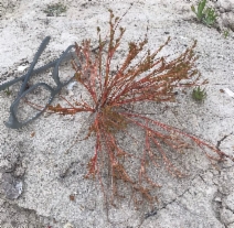 Juncus bufonius var. congestus