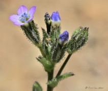 Gilia brecciarum ssp. jacens