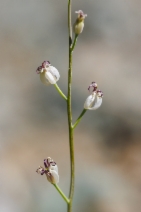 Caulanthus amplexicaulis ssp. barbarae