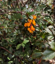 Berberis darwinii