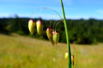 Briza maxima