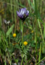 Astragalus breweri