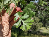 Quercus lobata
