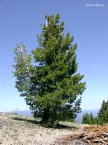 Pinus albicaulis