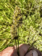 Carex densa