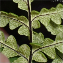 Pentagramma triangularis