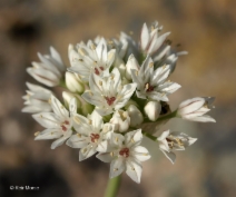 Allium lacunosum var. micranthum