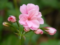 Pelargonium peltatum