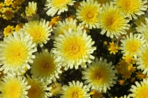 Malacothrix californica
