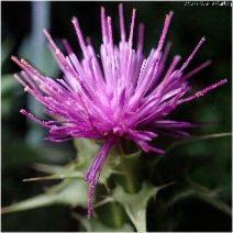 Silybum marianum