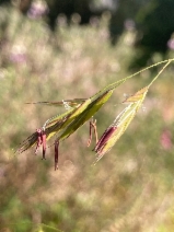 Festuca californica