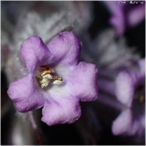 Eriodictyon crassifolium