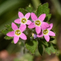 Collomia heterophylla