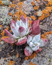Dudleya greenei