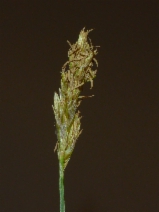 Carex douglasii