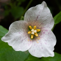 Pseudotrillium rivale