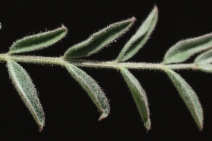 Astragalus macrodon