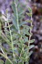 Astragalus macrodon