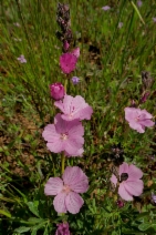 Sidalcea calycosa