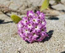 Abronia umbellata var. breviflora