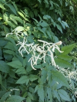 Aruncus dioicus var. acuminatus