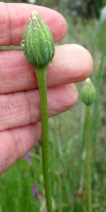 Stebbinsoseris decipiens