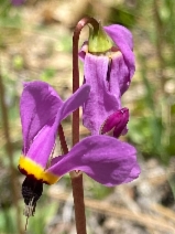 Dodecatheon clevelandii