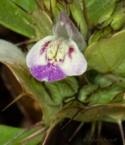 Acanthomintha duttonii