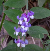 Lathyrus vestitus var. vestitus