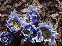 Anemone drummondii