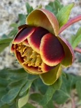 Paeonia brownii