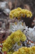 Eriogonum crocatum