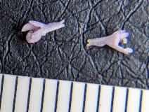 Plectritis congesta