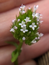 Plectritis congesta