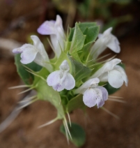 Acanthomintha obovata ssp. cordata